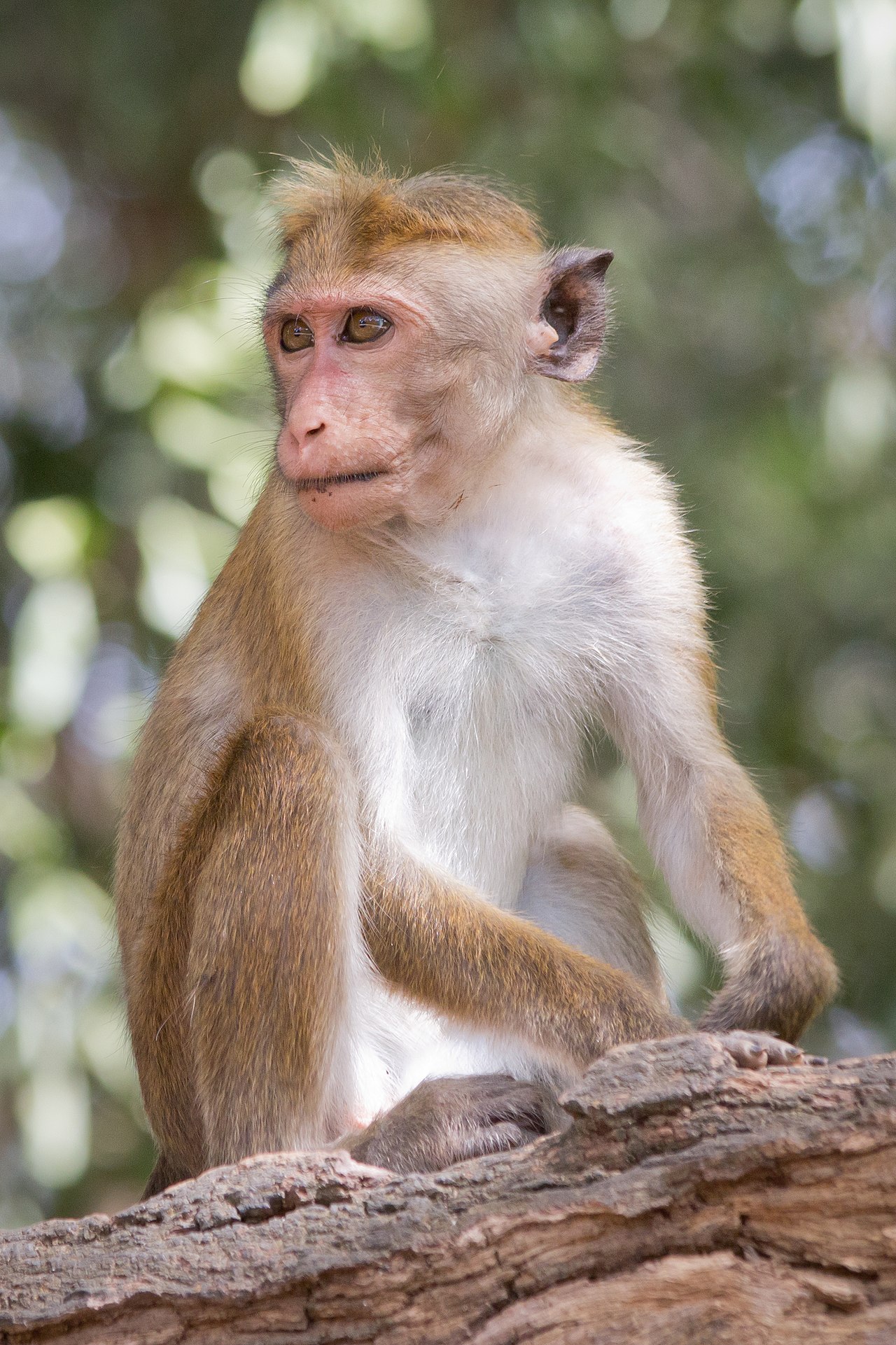Foto fra Sri Lanka – Macaca sinica - 01