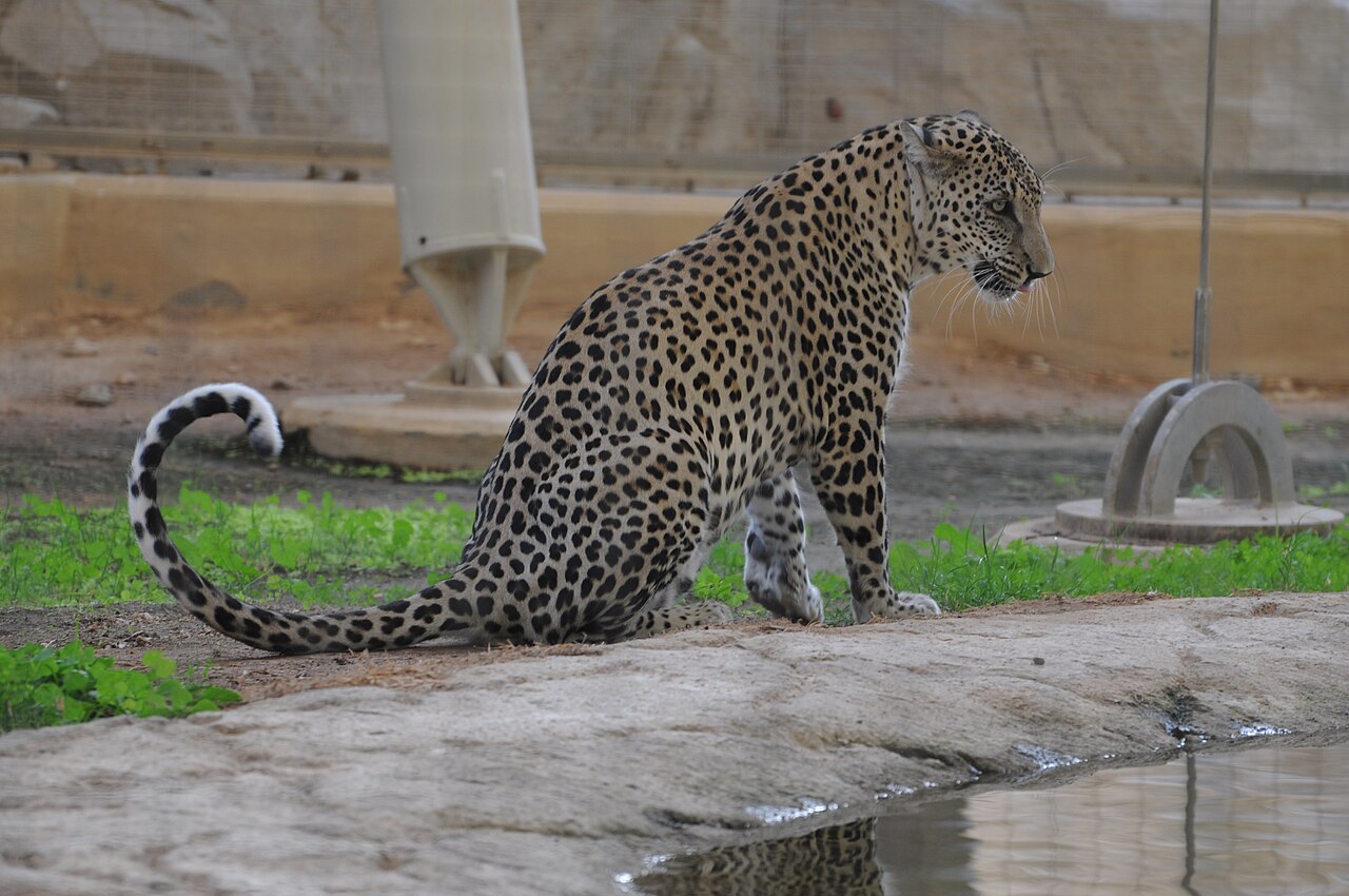 Foto fra Saudi-Arabia – Arabian Leopard Nimr