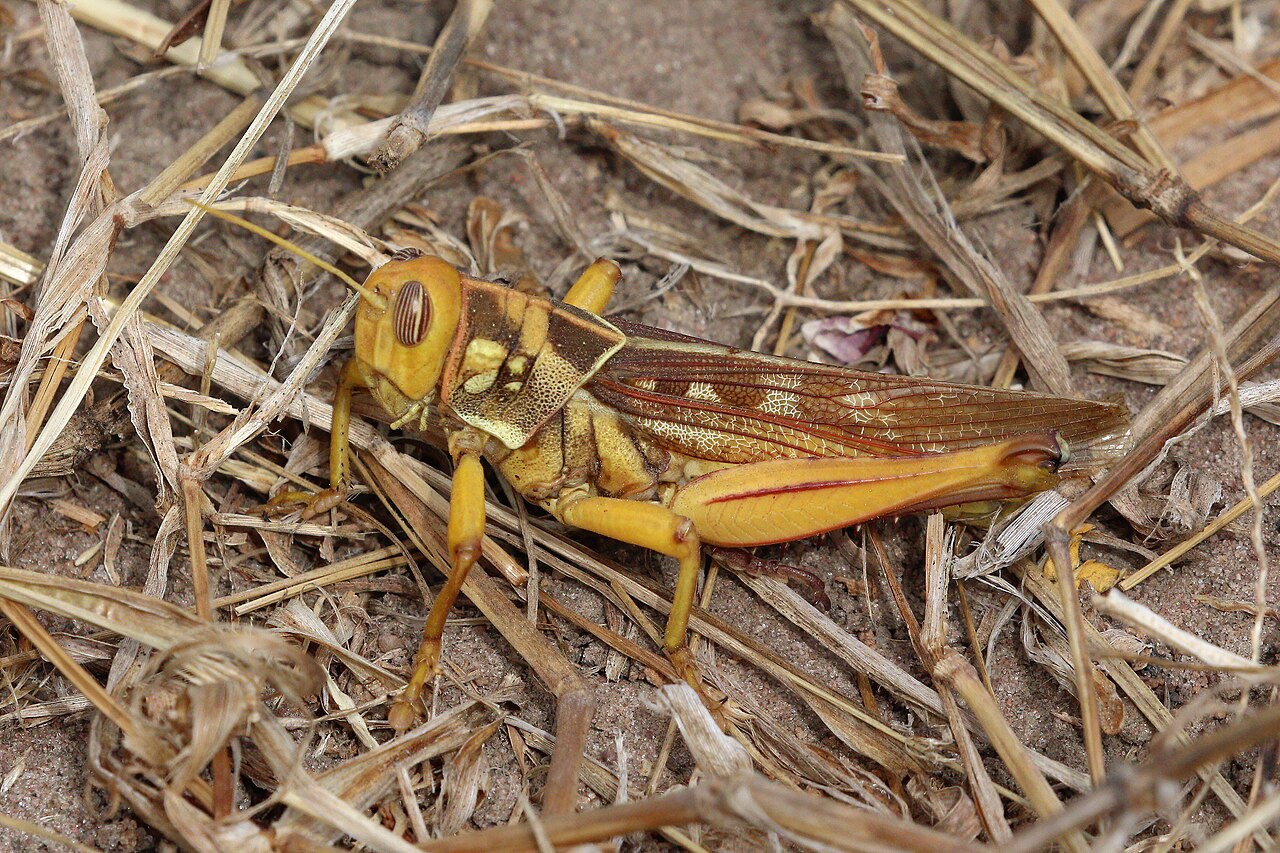 Foto fra Senegal – Locust (Kraussaria angulifera) Senegal