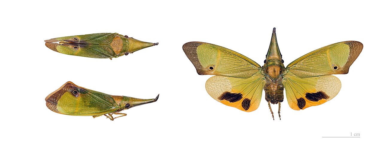 Foto fra Fransk Guyana – Odontoptera carrenoi MHNT global