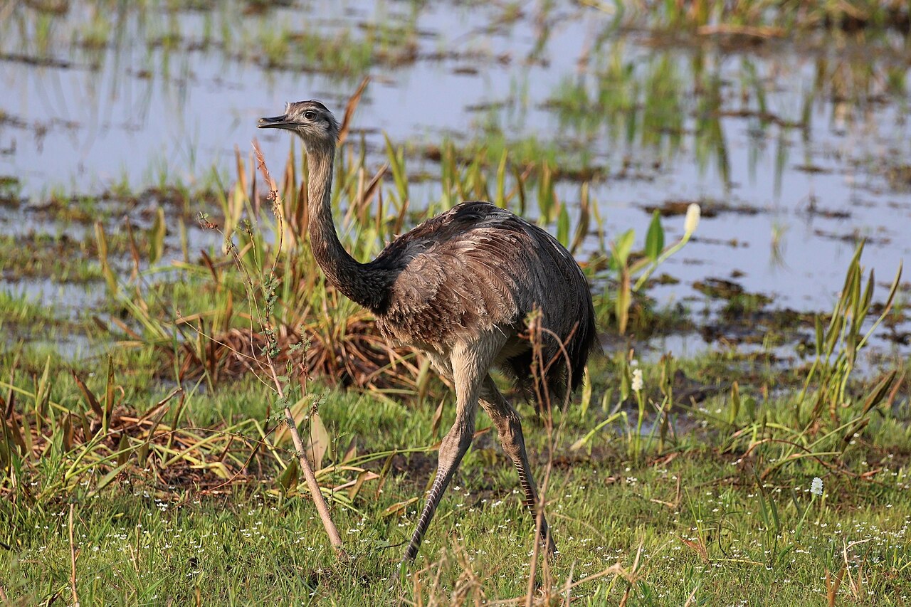 Foto fra Pampas, Argentina – Greater rhea (Rhea americana)