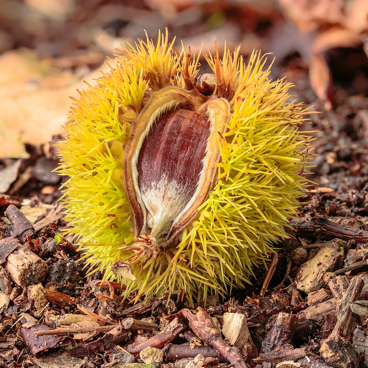 Foto fra Nederland: Afgevallen kastanje van een Tamme kastanje (Castanea sativa) 17-10- (d.j.b.) 01