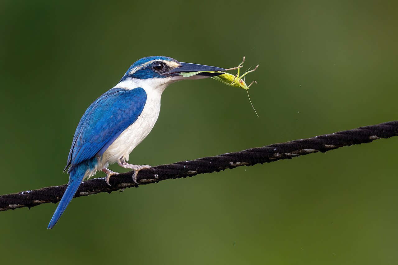 Foto fra Fiji – Pacific Kingfisher