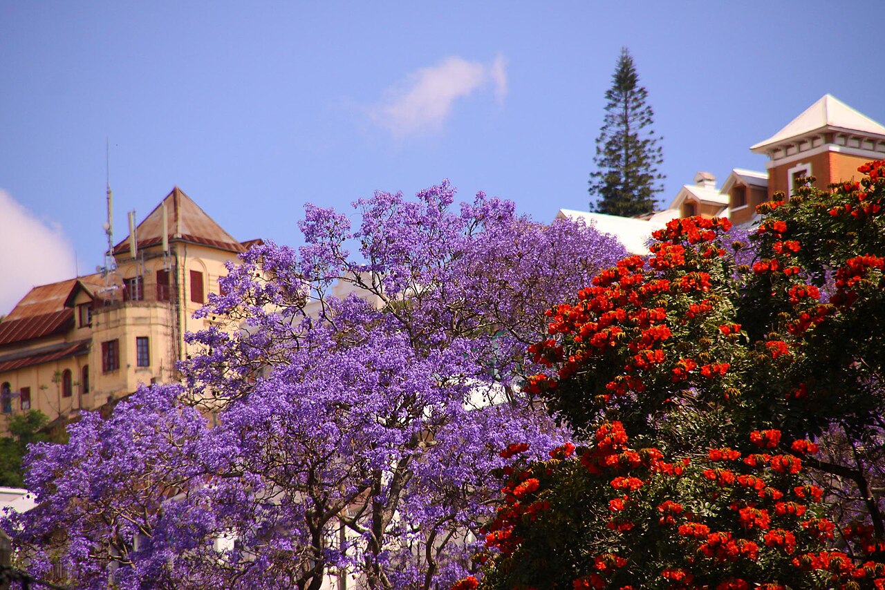 Foto fra Antananarivo, Madagaskar – Beautiful jacaranda Antananarivo Madagascar