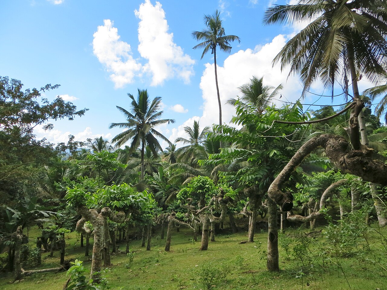 Foto fra Mayotte, Komorene – Champ d'ylang-ylang à Mayotte