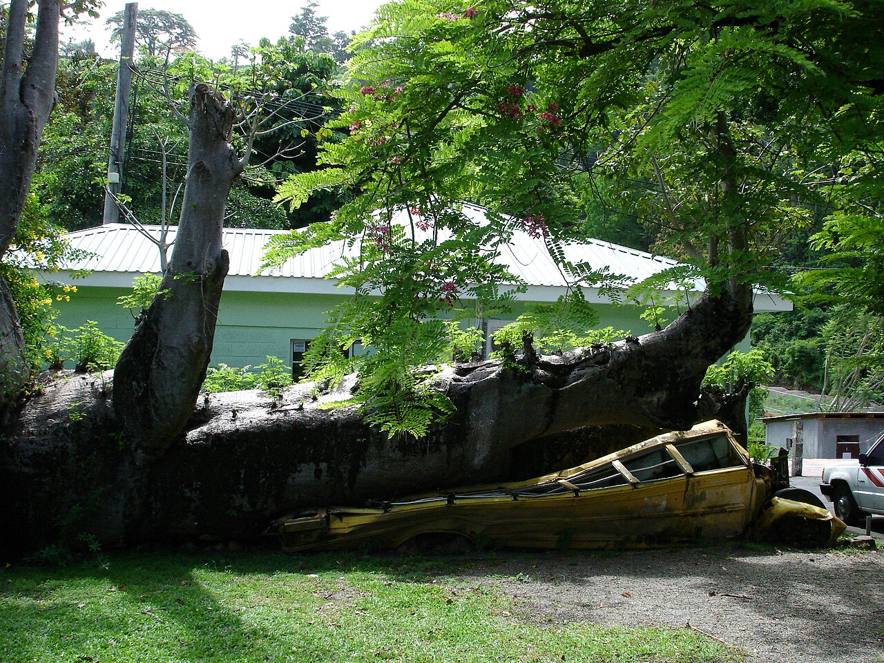 Foto fra Roseau, Dominica – Baobab and bus