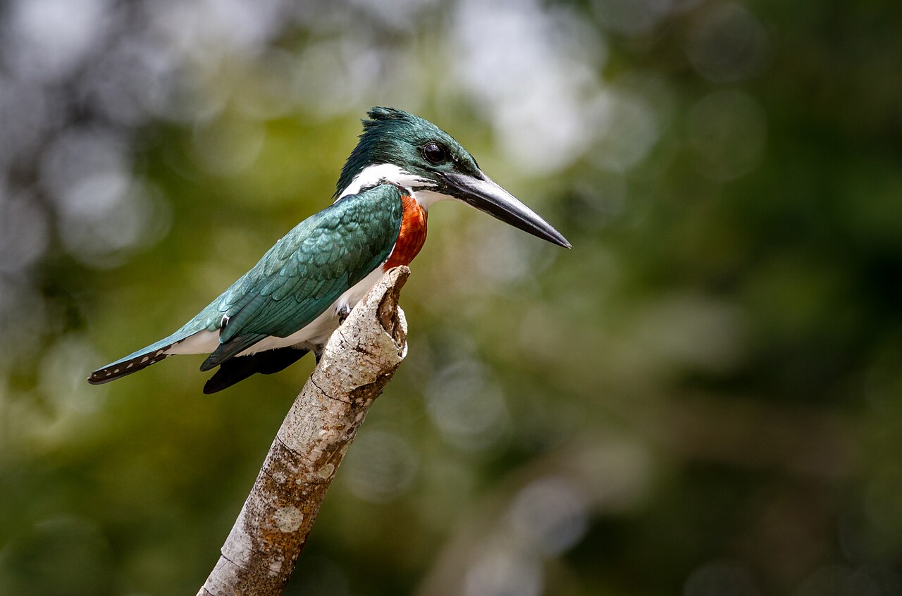 Foto fra Costa Rica – Amazon Kingfisher