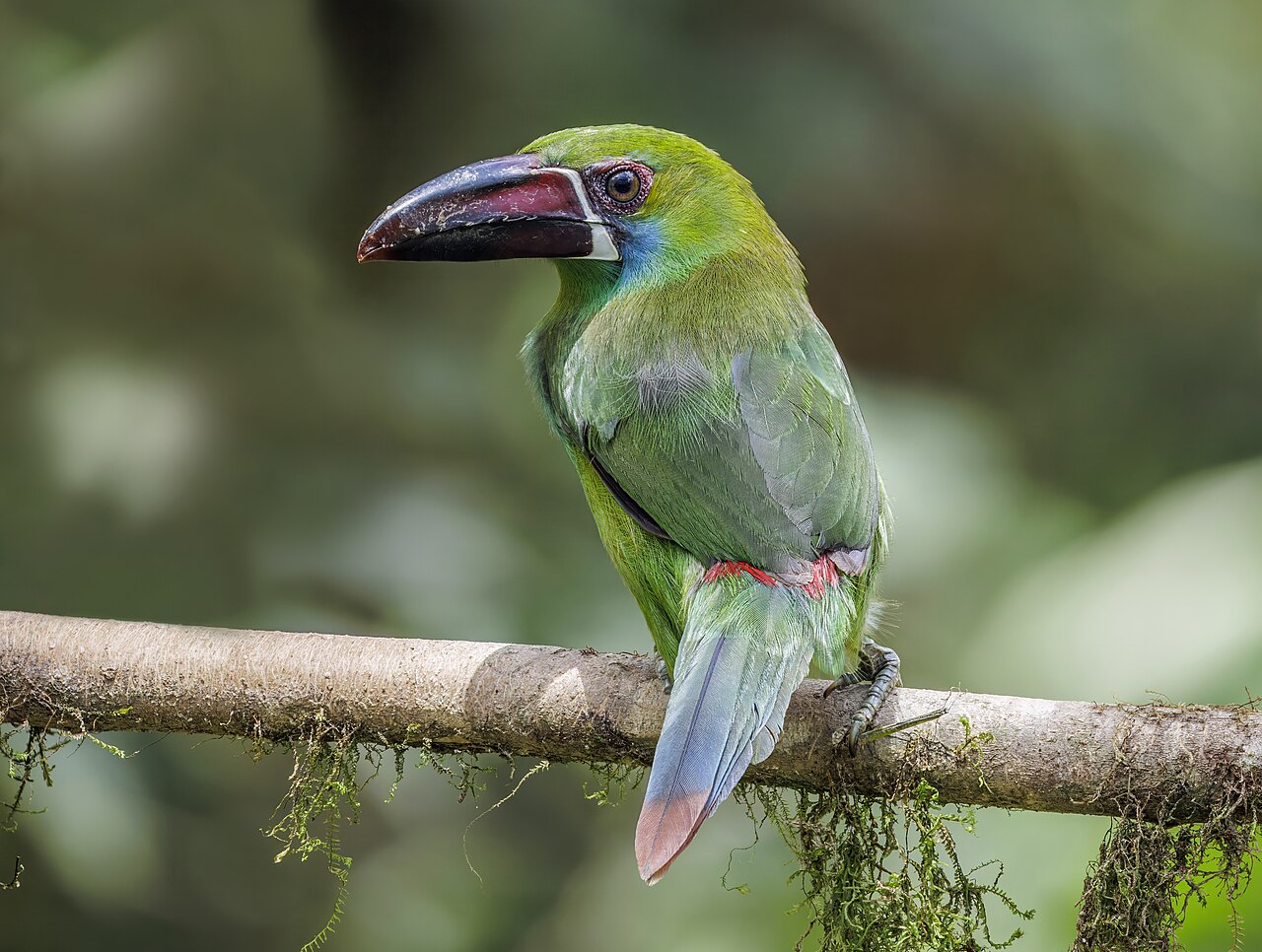 Foto fra Ecuador: Crimson-rumped toucanet (Aulacorhynchus haematopygus sexnotatus) Paz de las Aves