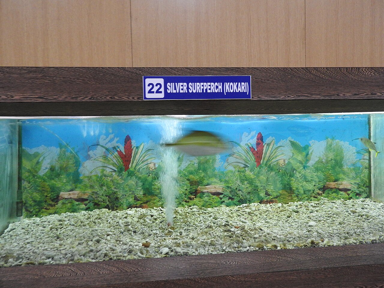 Foto fra Kokari, Hellas – Silver surfperch-2-samudrika museum-andaman-India