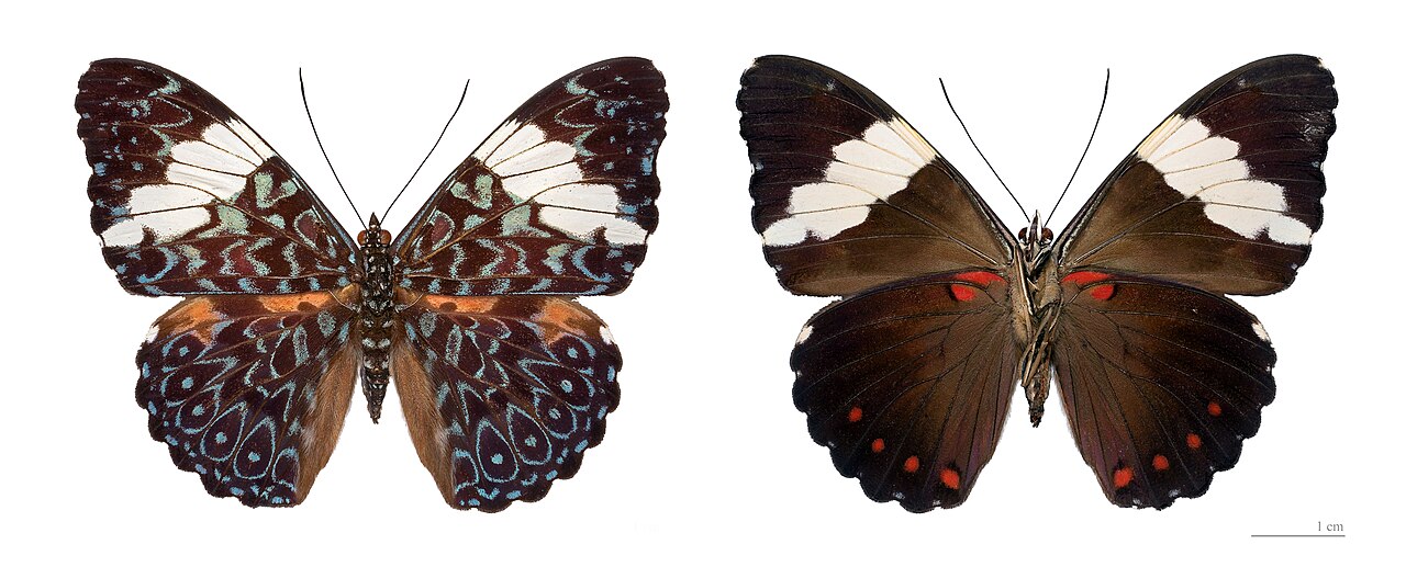 Foto fra Fransk Guyana – Hamadryas arinome MHNT