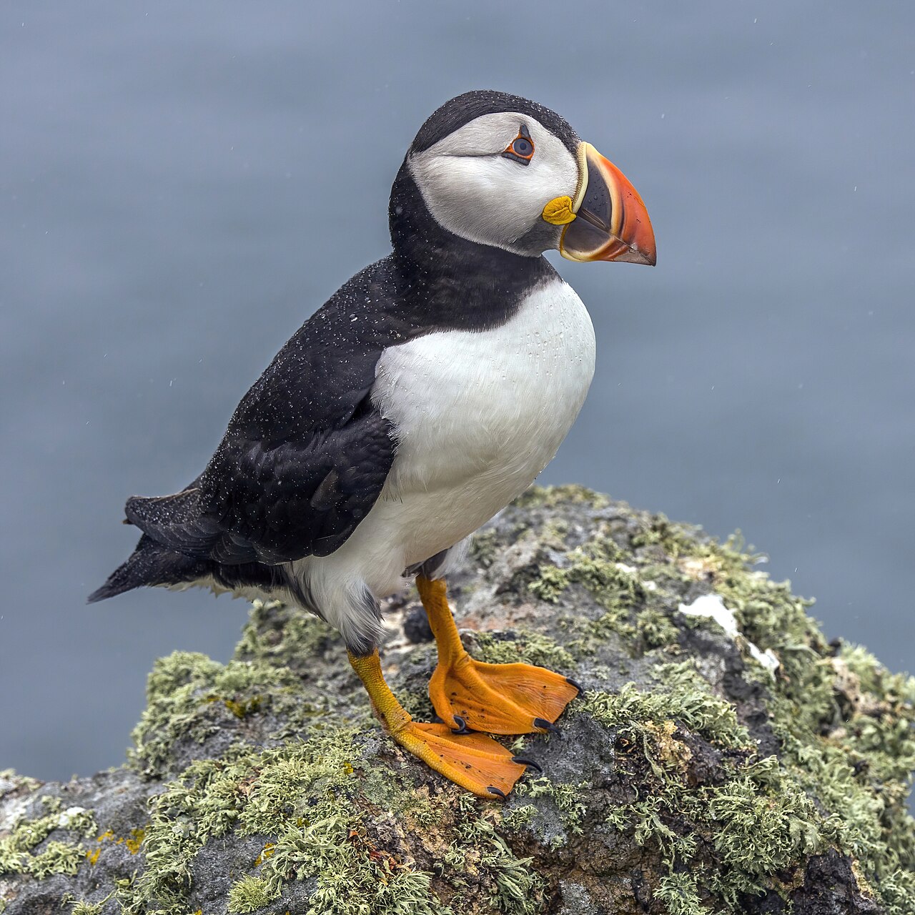 Foto fra Wales – Puffin (Fratercula arctica)