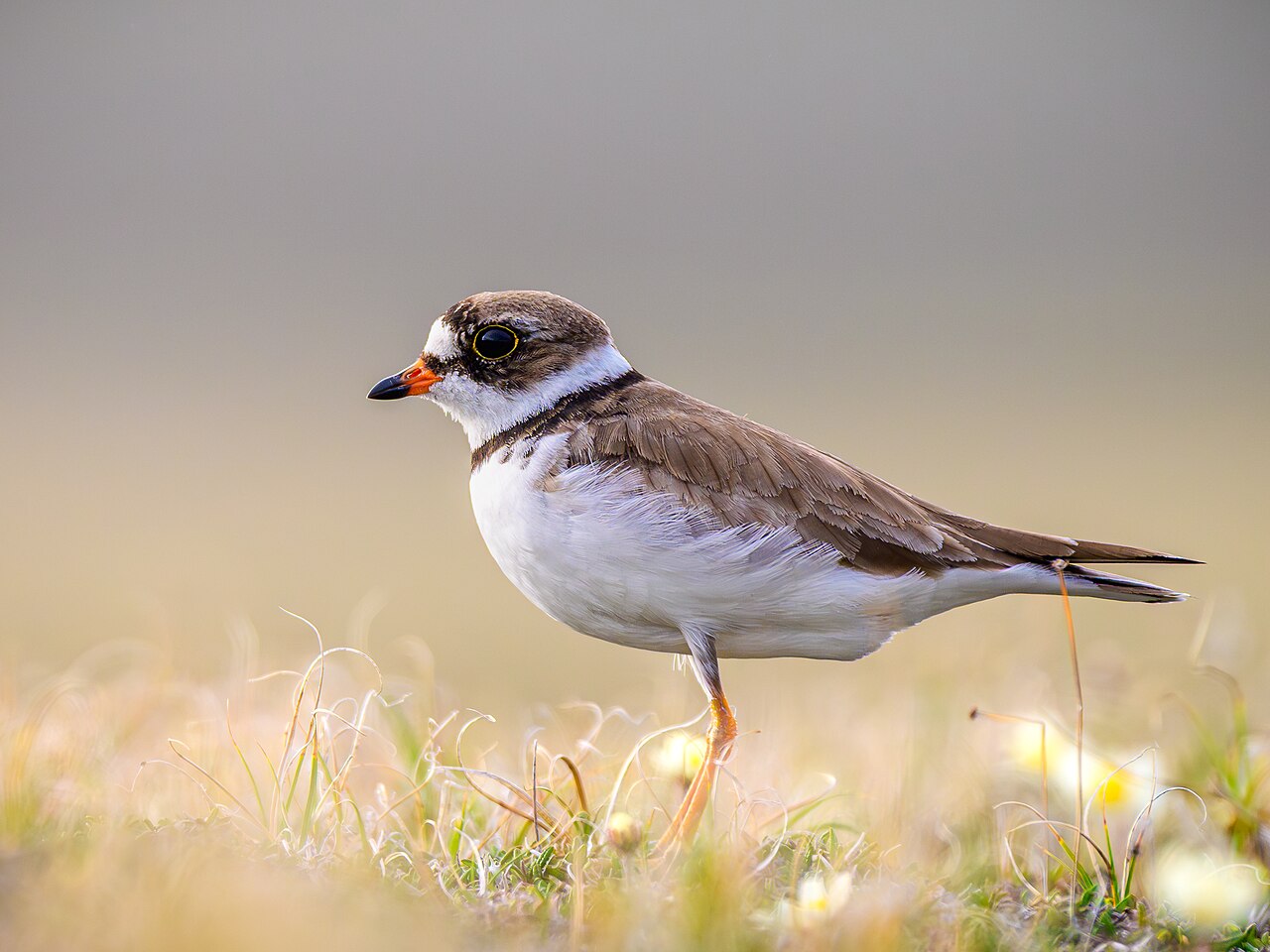Foto fra Canada – Semipalmated plover (Charadrius semipalmatus)