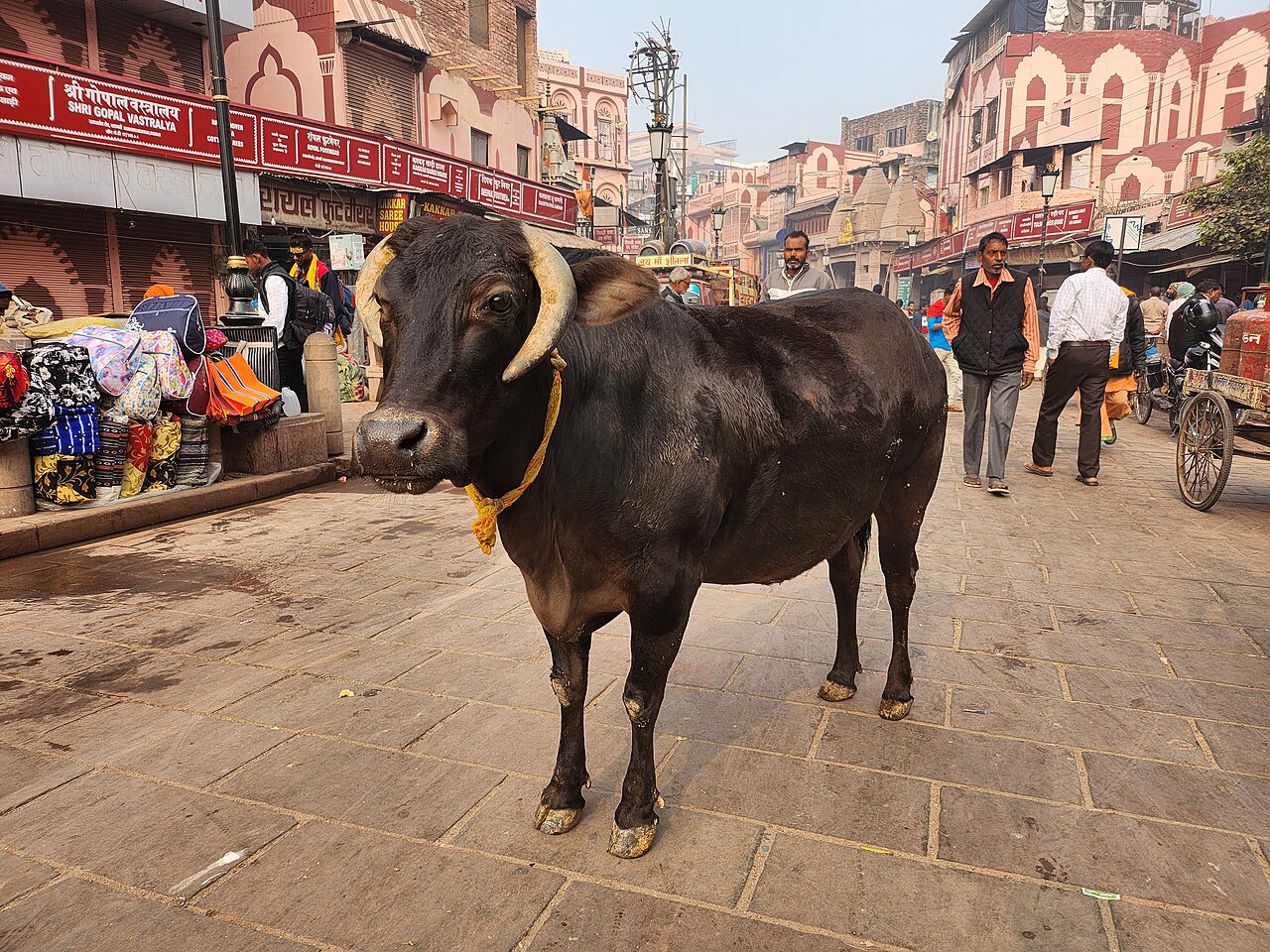 Foto fra Varanasi, India – Cow-Varanasi India-Andres Larin