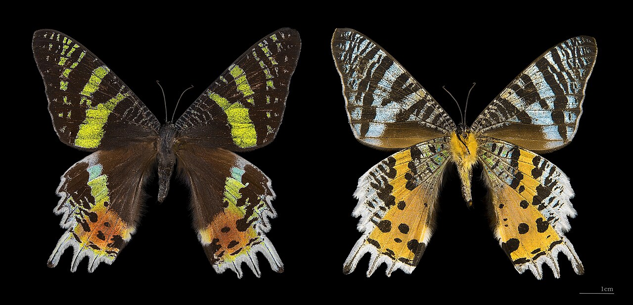 Madagaskar