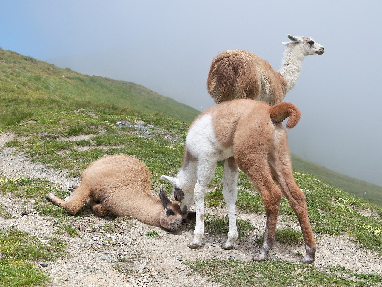 Foto fra Frankrike – Lama 3 Luc Viatour