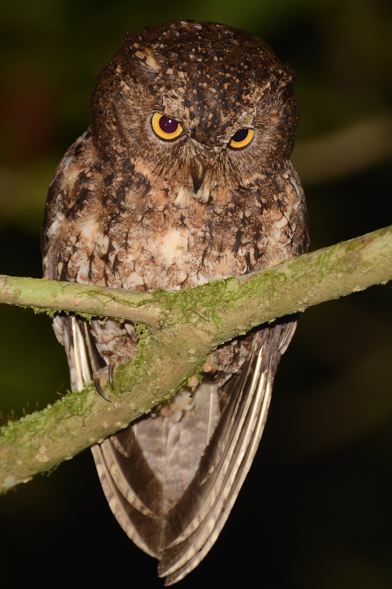 Foto fra SULAWESI - Manado, Indonesia – Otus manadensis - Mahawu