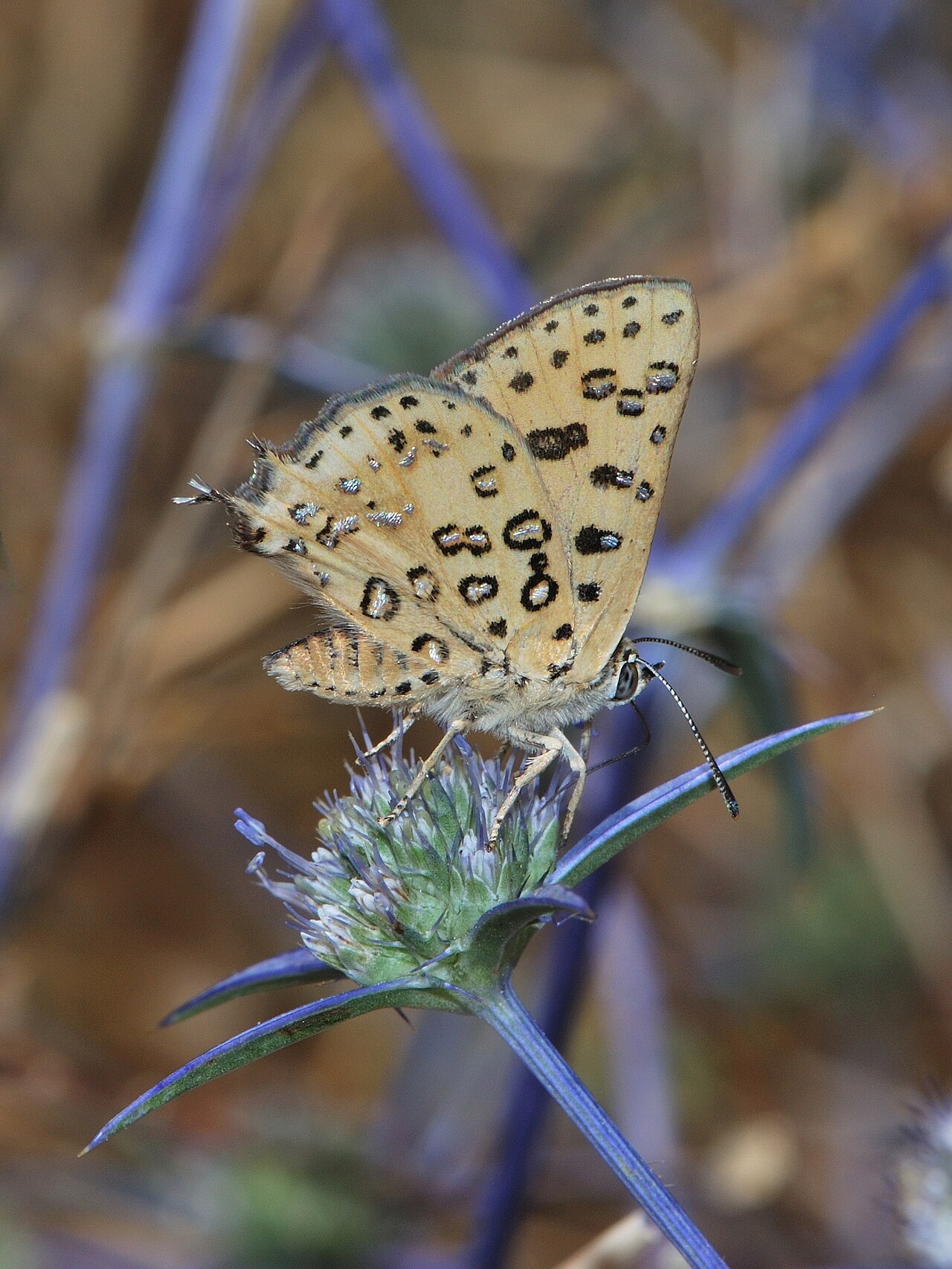 Foto fra Israel – Cigaritis cilissa 1
