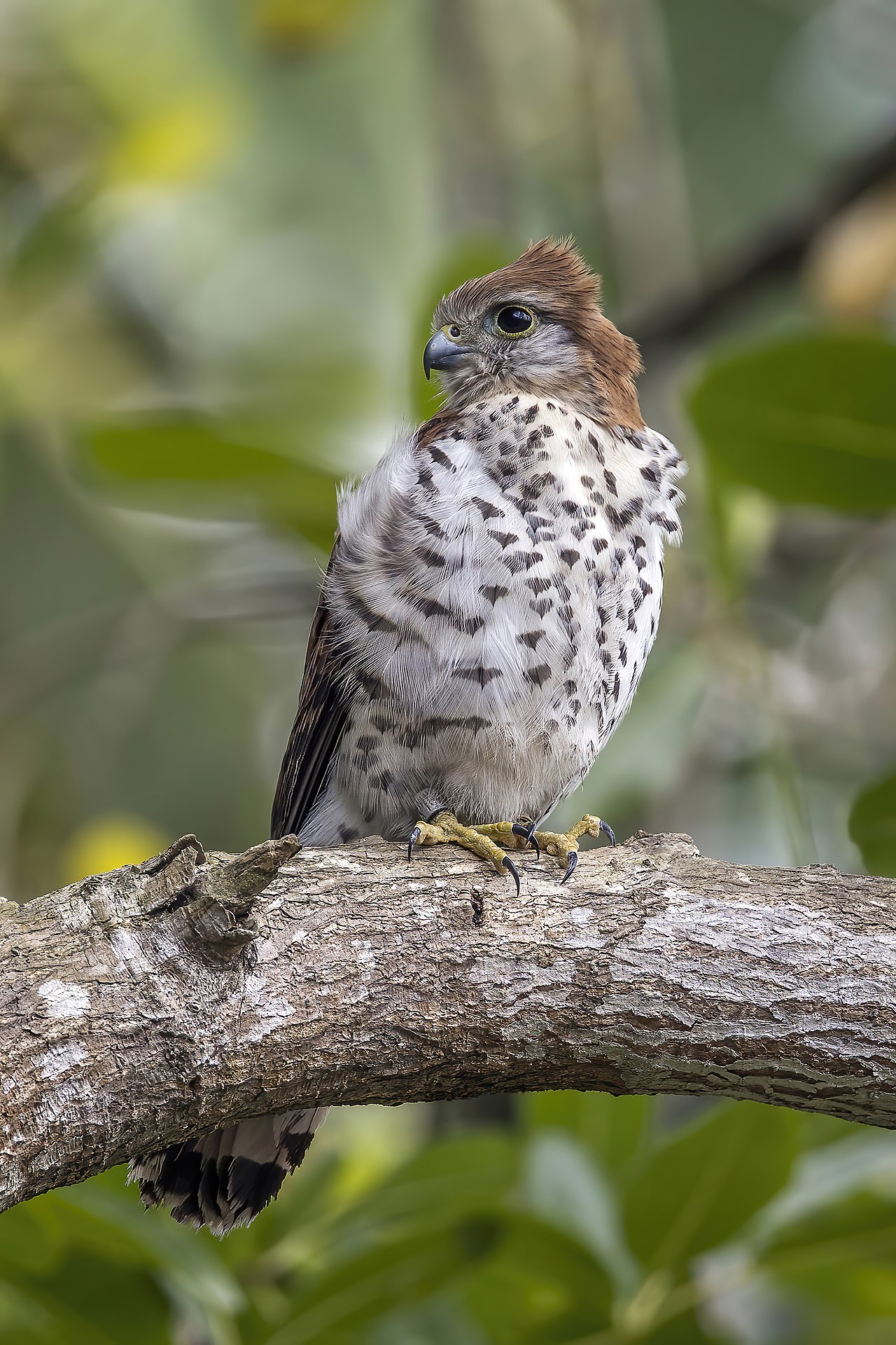 Foto fra Mauritius – Mauritius kestrel (Falco punctatus)