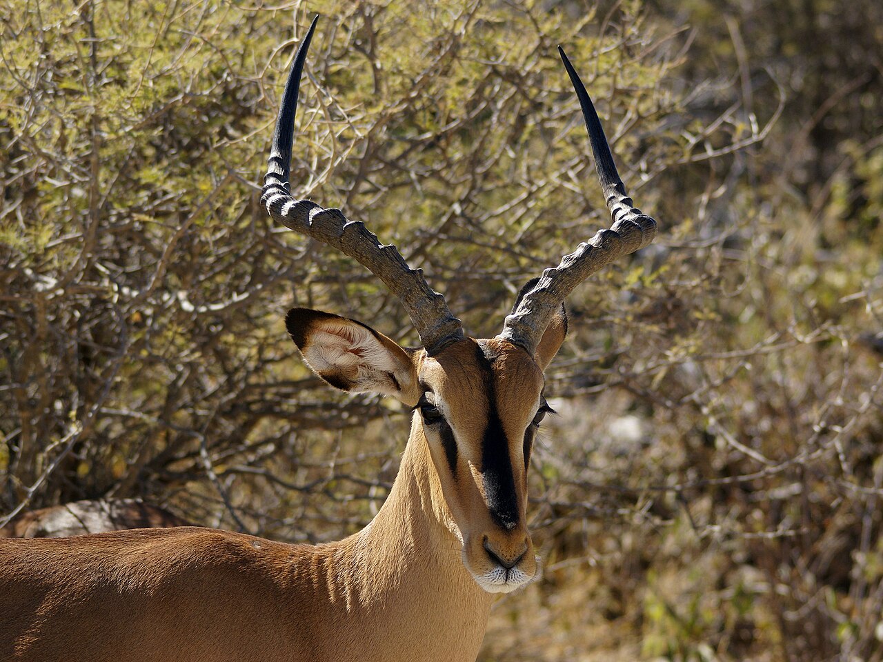 Foto fra Namibia – Aepyceros melampus petersi ♂
