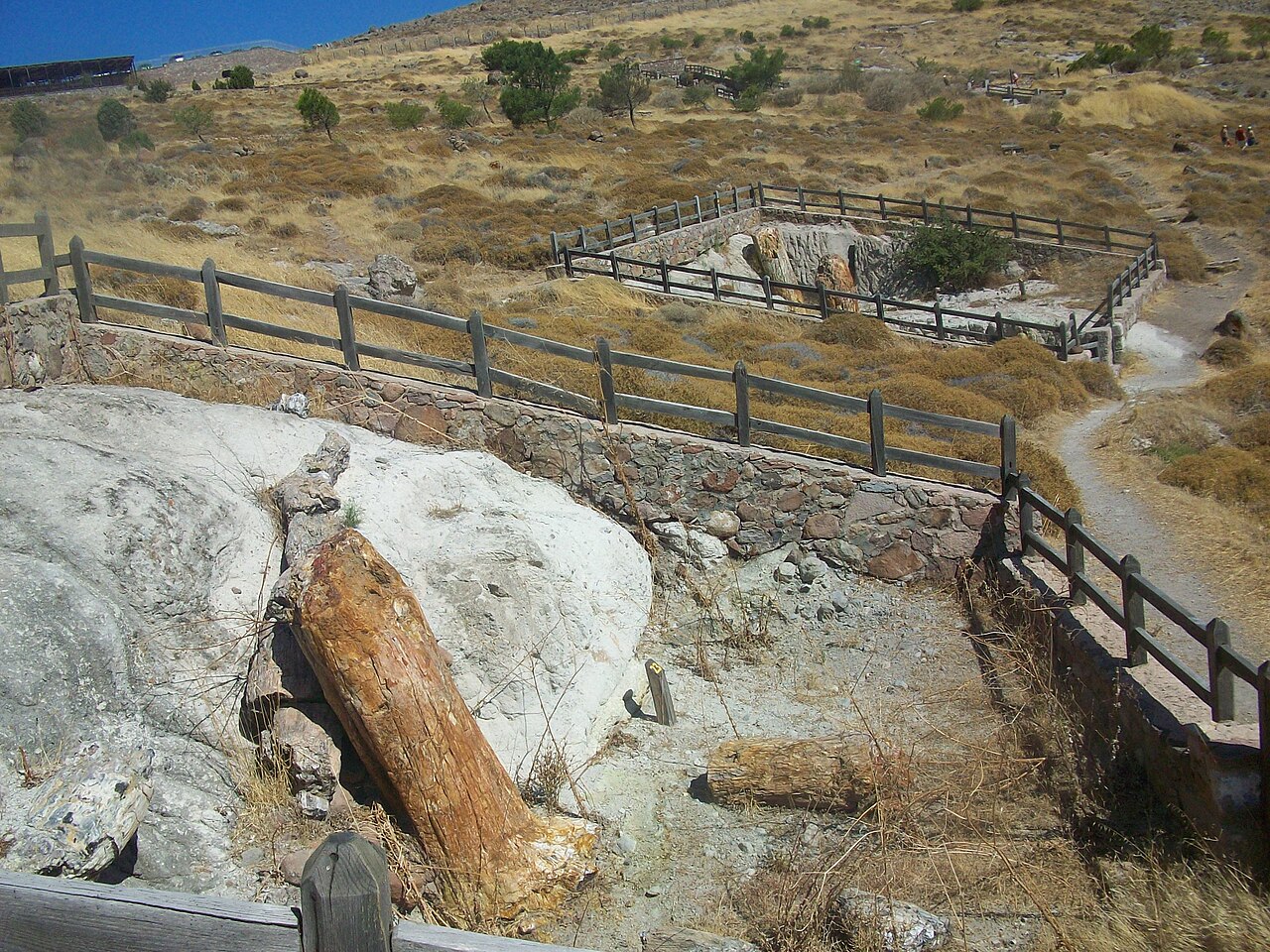 Foto fra Lesvos, Hellas – LesbosPetrified trunks23-24