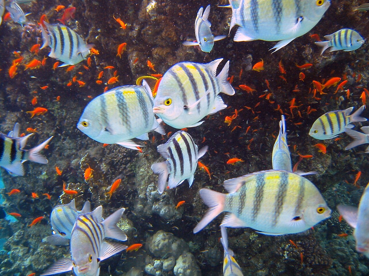 Foto fra Sharm El-Sheik, Egypt – Red sea-reef 3206
