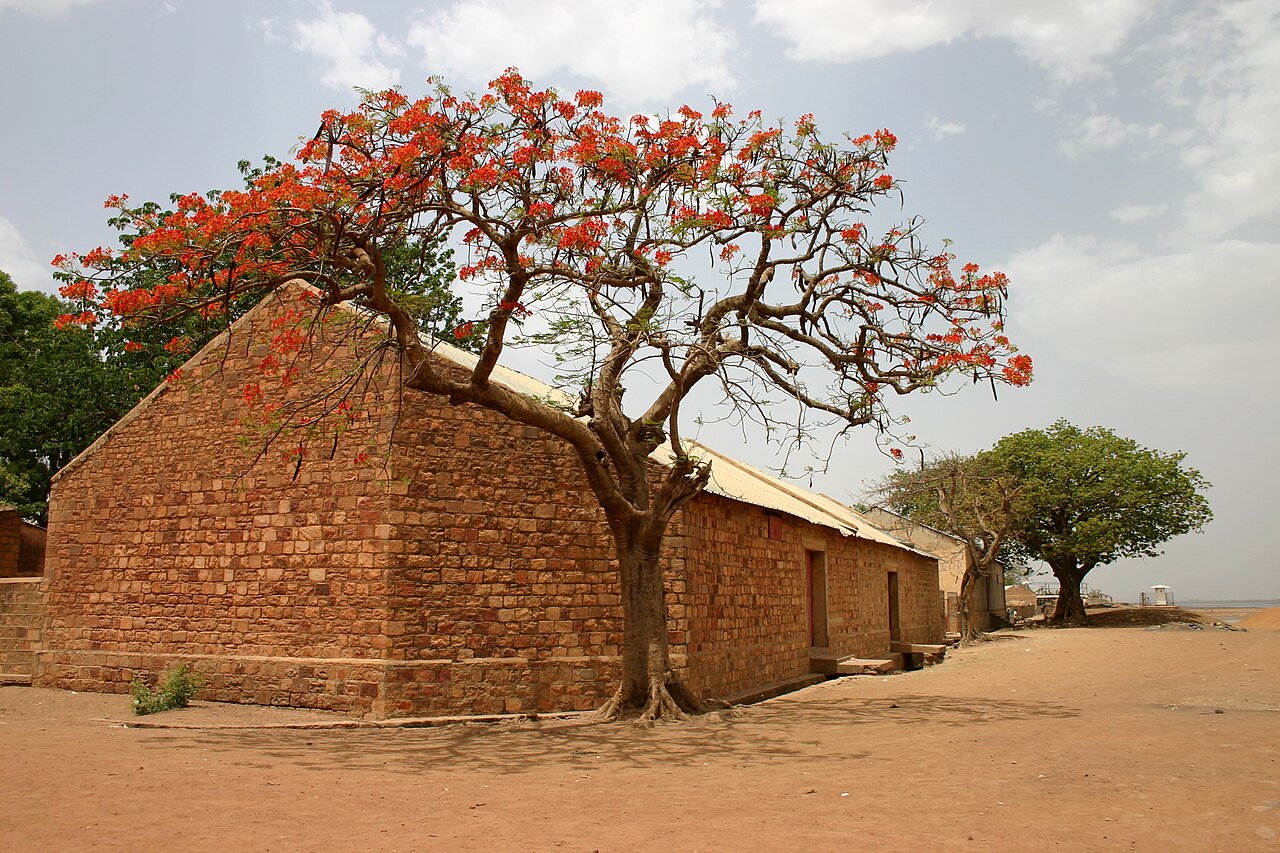 Foto fra Mali – Flame tree mali