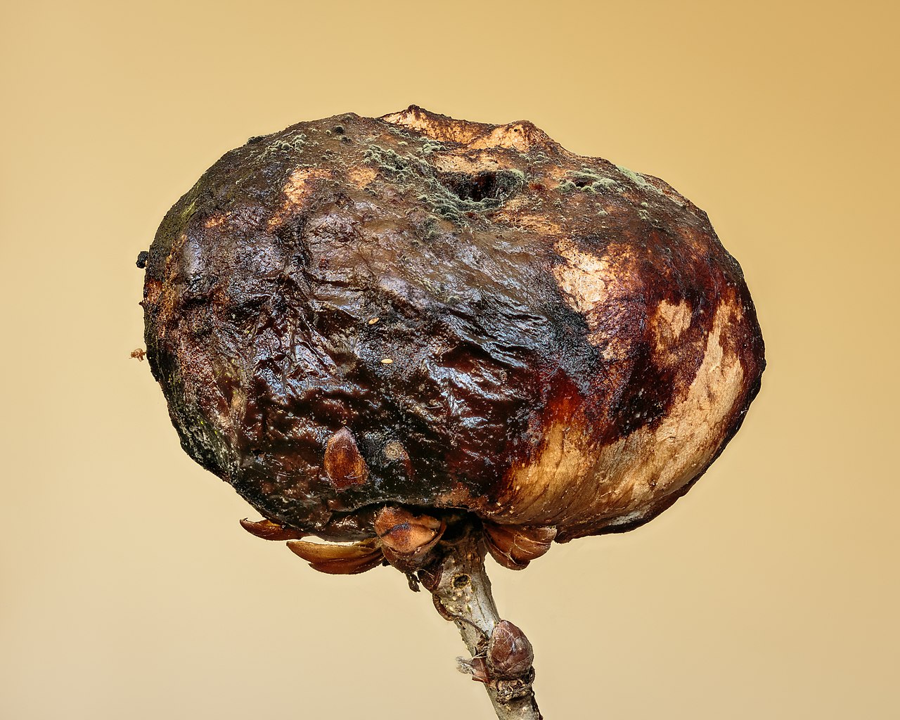 Foto fra Nederland: Aardappelgal veroorzaakt door de aardappelgalwesp. 22-05-. (d.j.b) 04