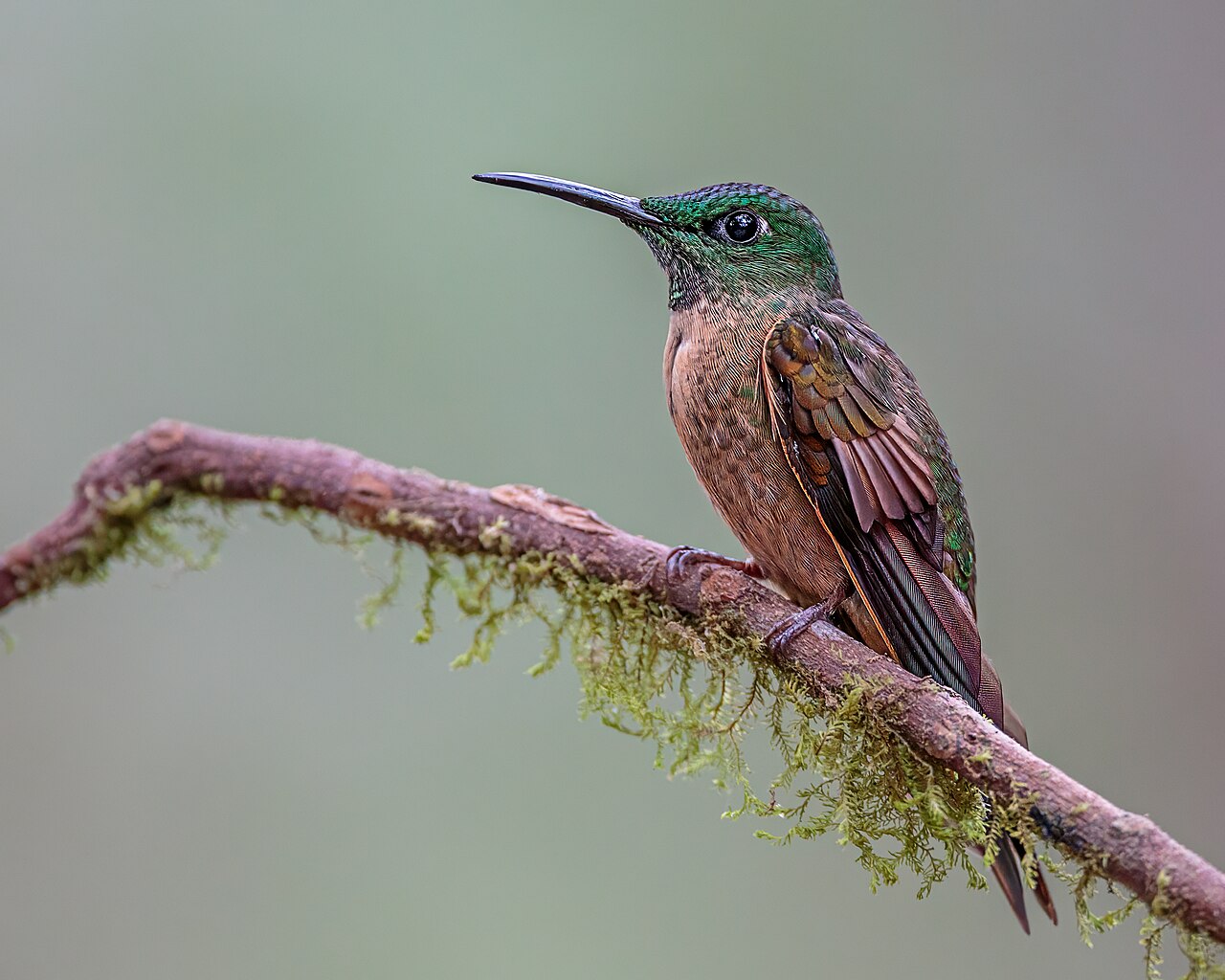 Foto fra Ecuador – Fawn-breasted Brilliant hummingbird in Ecuador