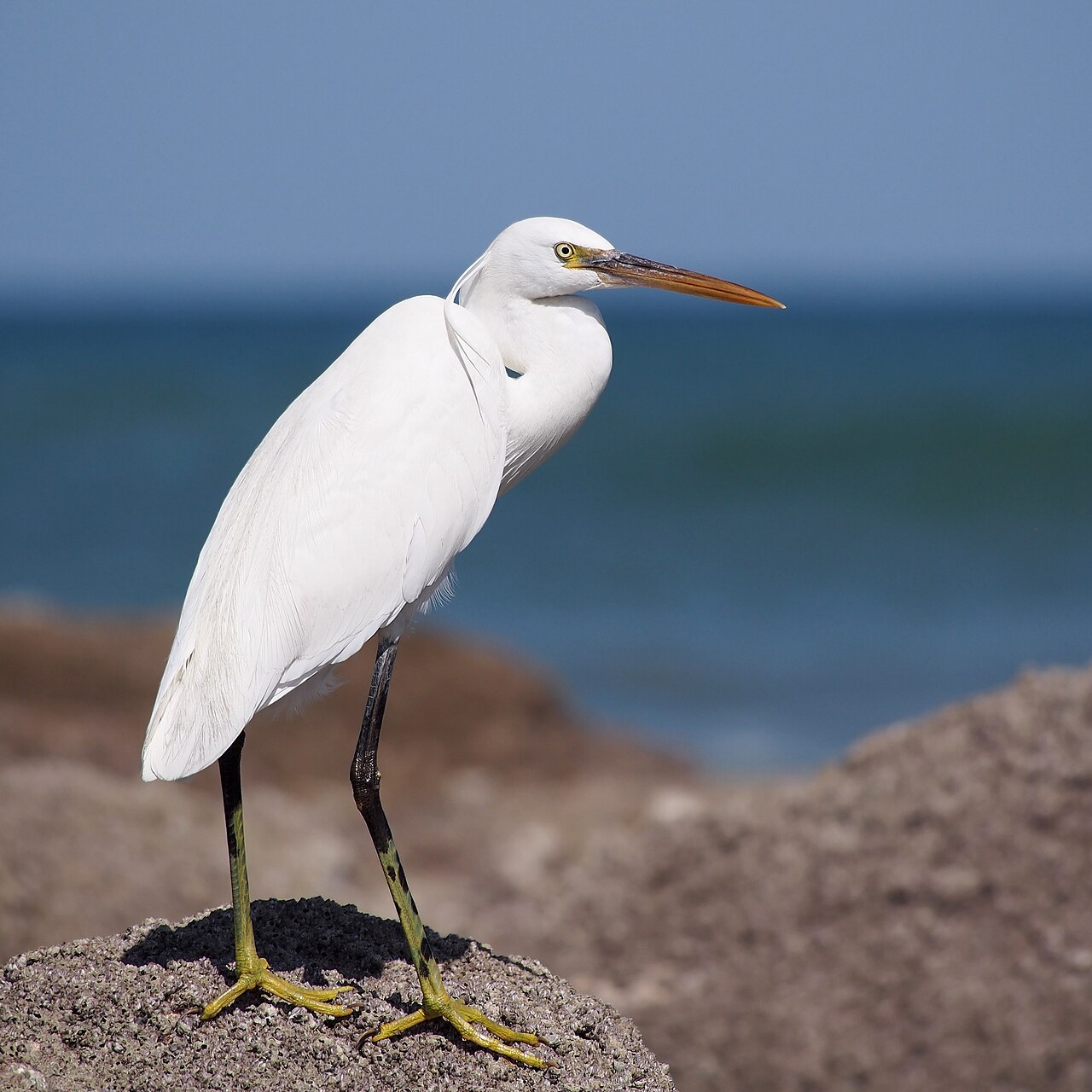 Foto fra Oman – Egretta gularis oman