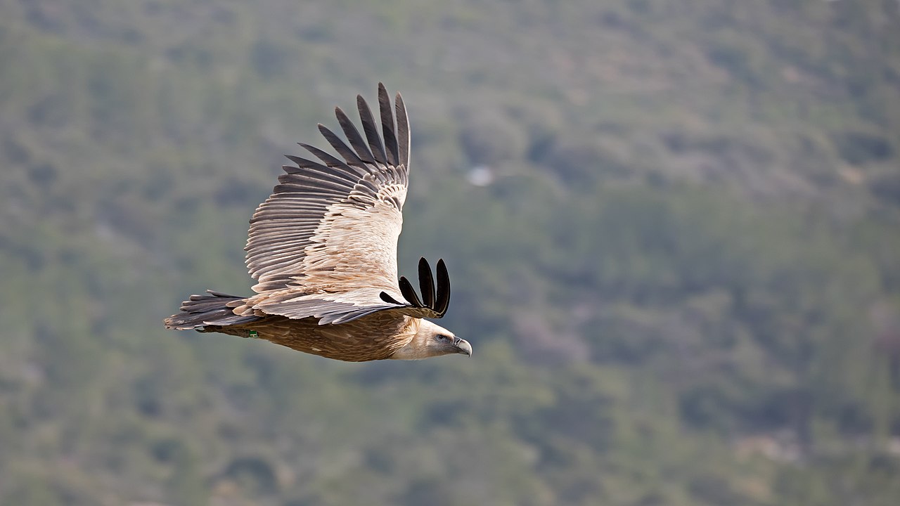 Foto fra Israel – Gyps Fulvus in flight
