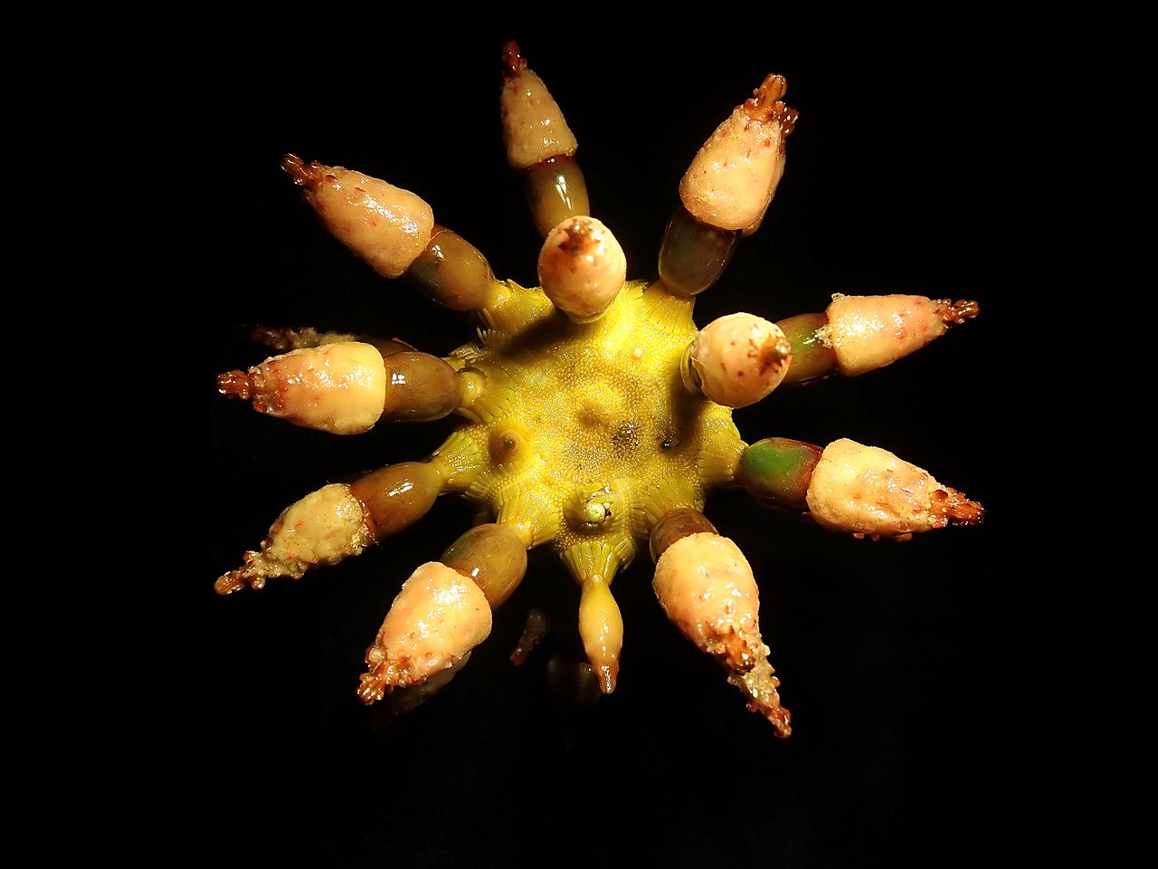 Foto fra Ny-Caledonia – Chondrocidaris brevispina