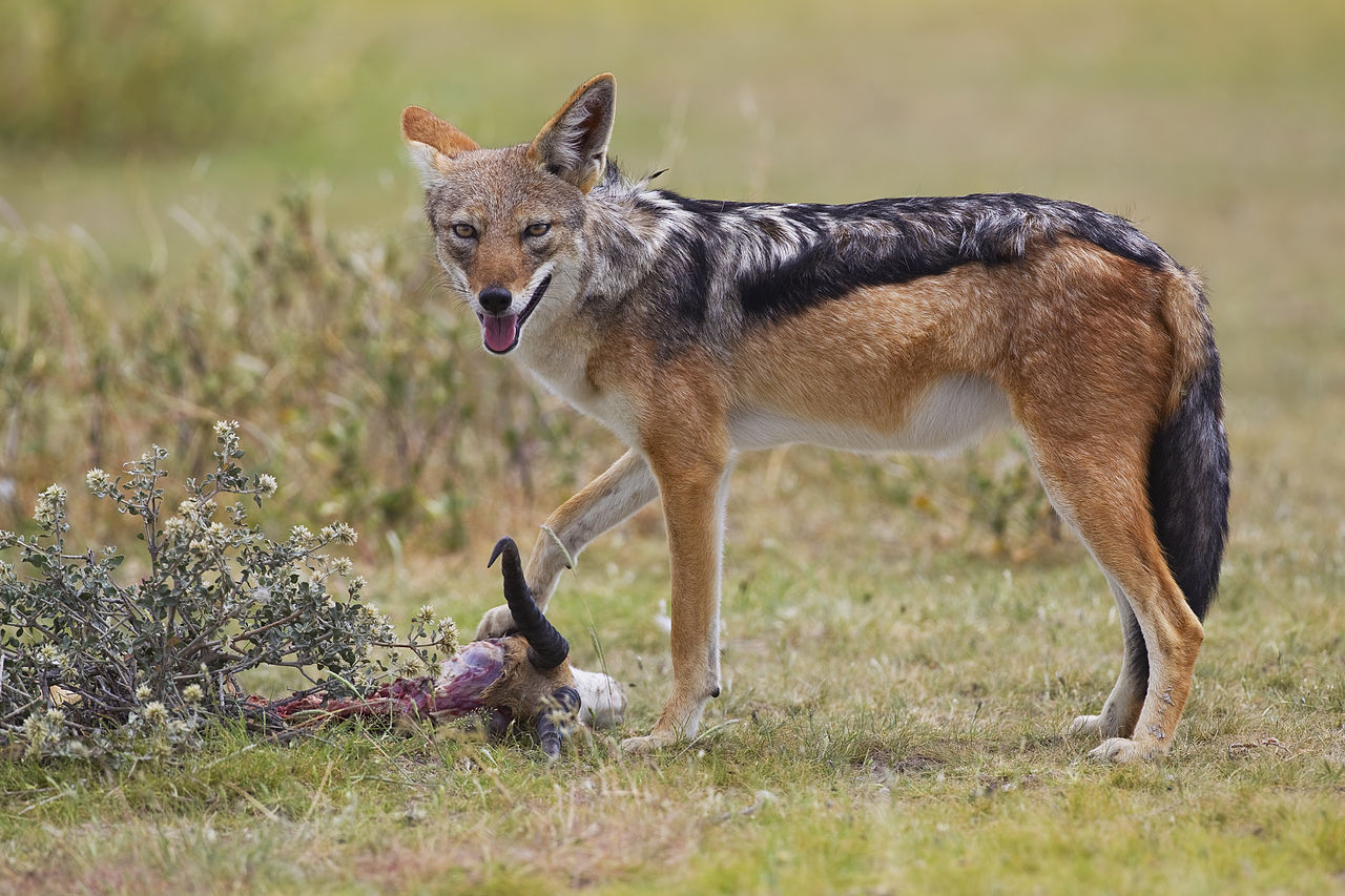 Foto fra Namibia – -bb-jackal-1