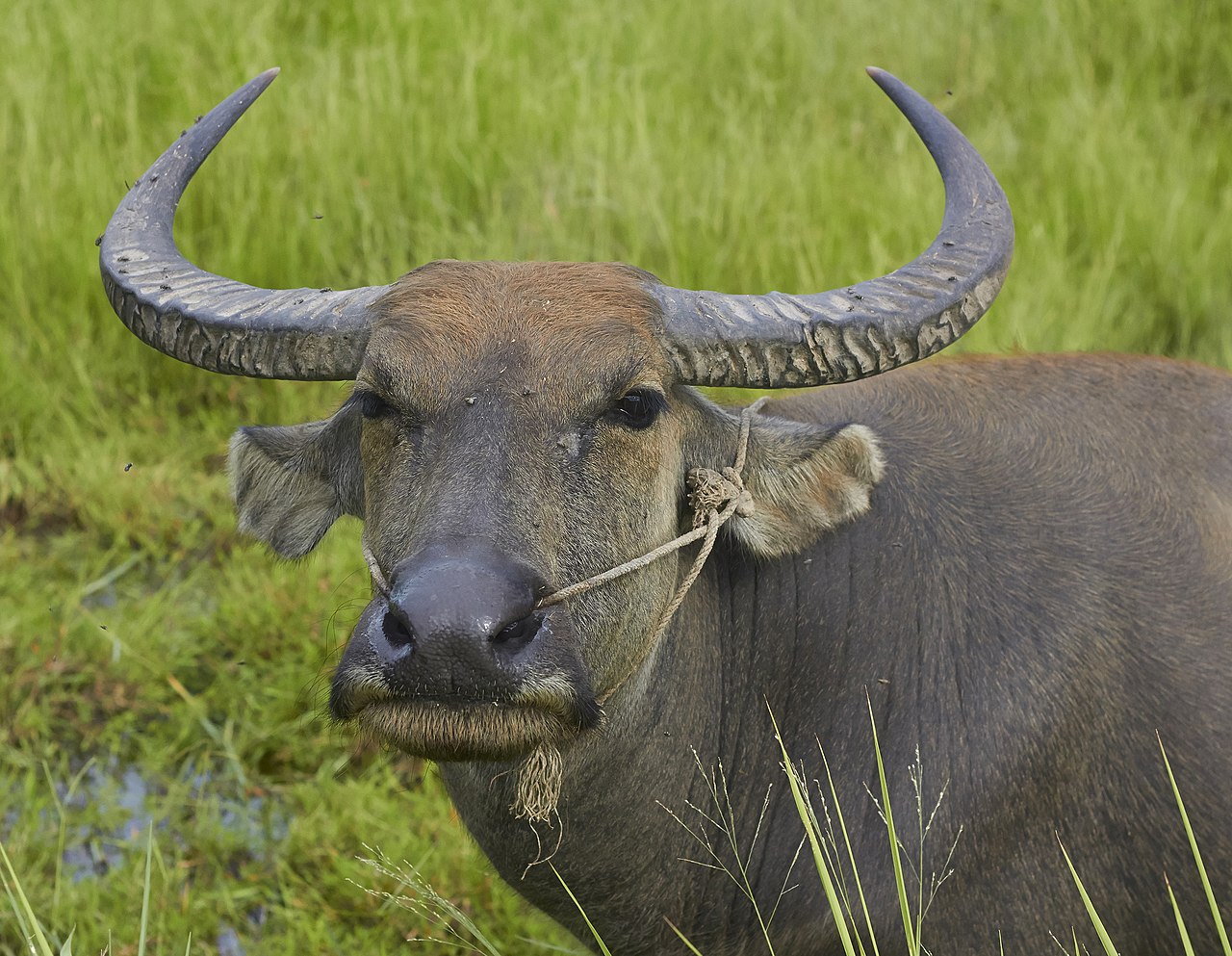 Foto fra Kambodsja – Cambodia. Water buffaloes