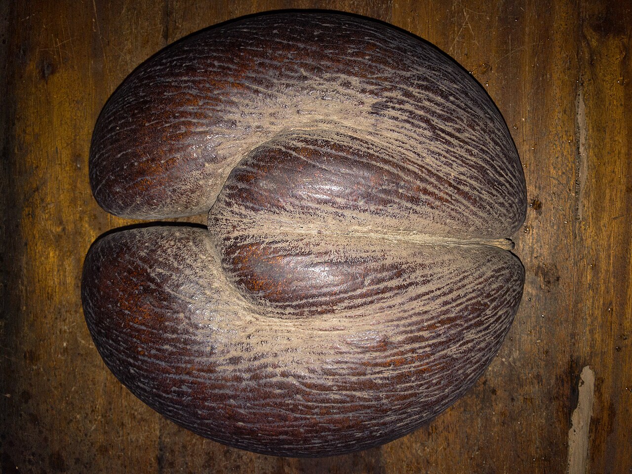 Foto fra Praslin, Seychellene – Coco de Mer