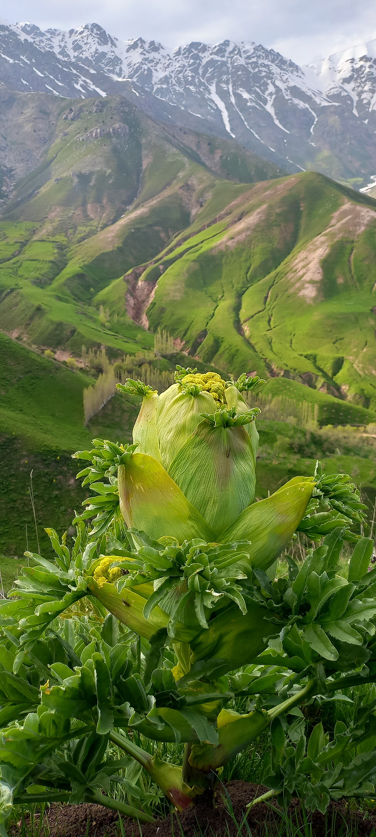 Foto fra Tadsjikistan – Камол 4