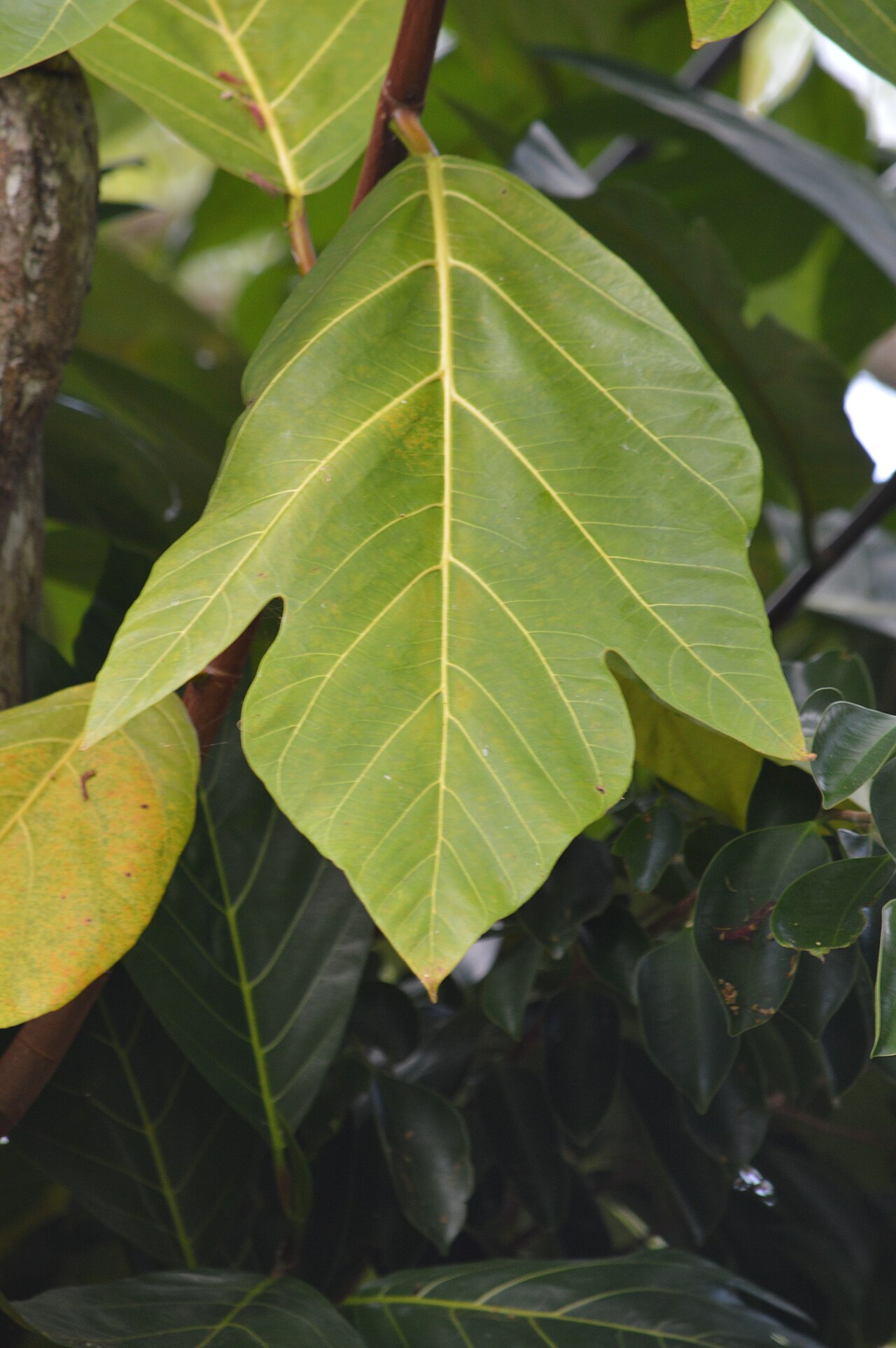 Foto fra Saipan, Nord-Marianene – Artocarpus mariannensis leaf