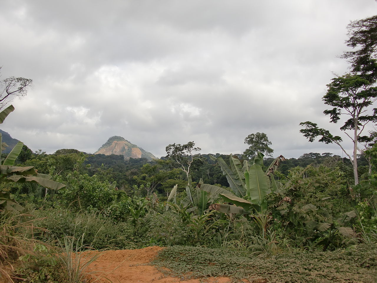 Foto fra Ciudad de la Paz, Ekvatorial-Guinea – Dschungel bei Oyala