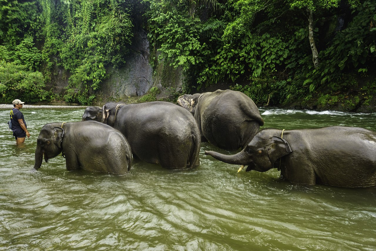 Foto fra SUMATRA- Medan, Indonesia – Konservasi Gajah Sumatera