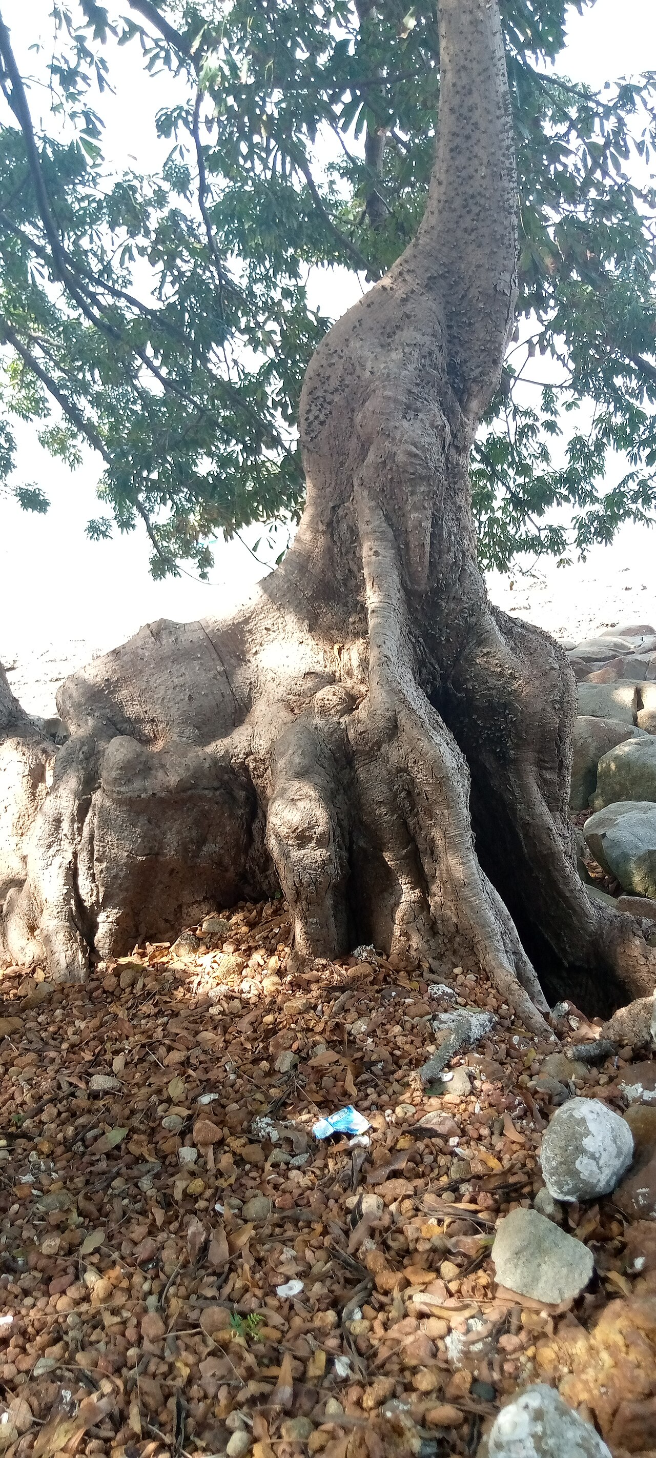 Foto fra Conakry, Guinea – Arbre à éléphant