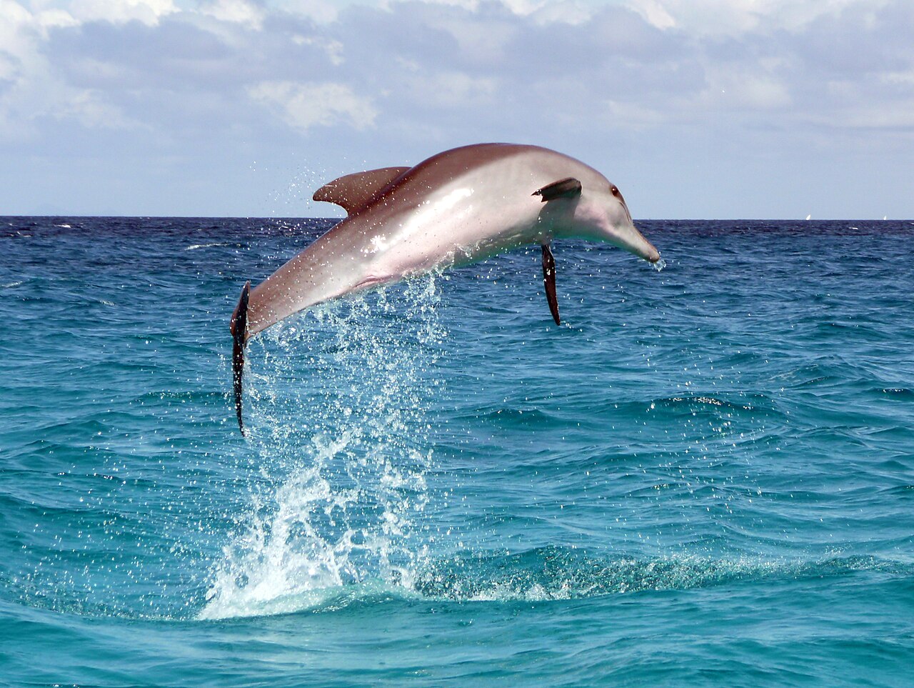 Foto fra Zanzibar, Tanzania – Dolphin leap