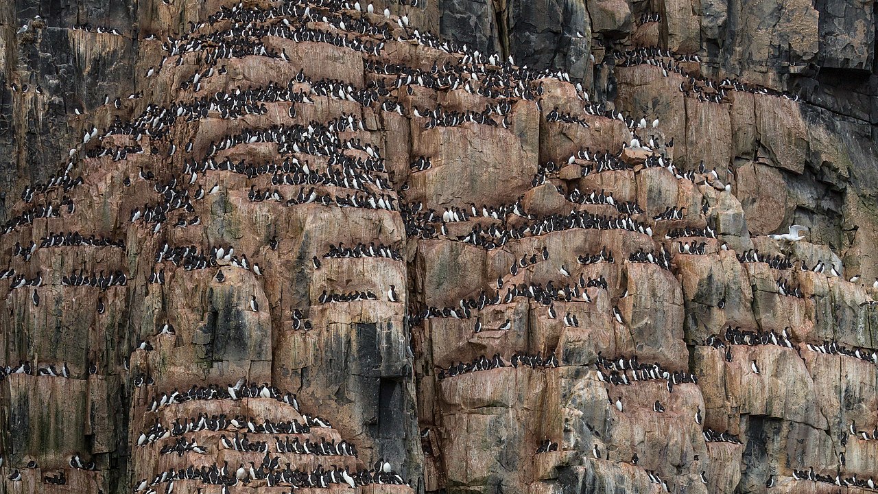 Foto fra Norge: A Colony of Brünnich's guillemot (Uria lomvia) at Alkefjellet, Svalbard