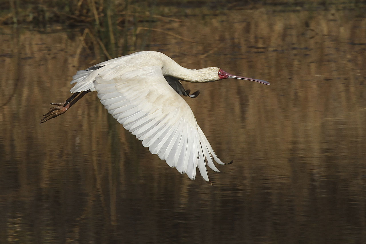Foto fra Sør-Afrika – African Spoonbill-001