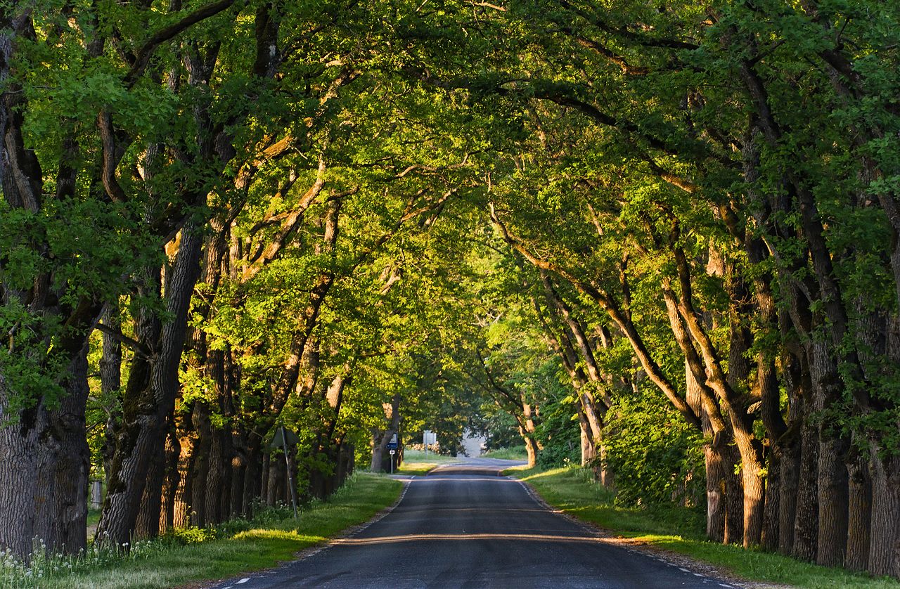 Foto fra Hiiumaa, Estland – 23623 Suuremõisa mõisa allee