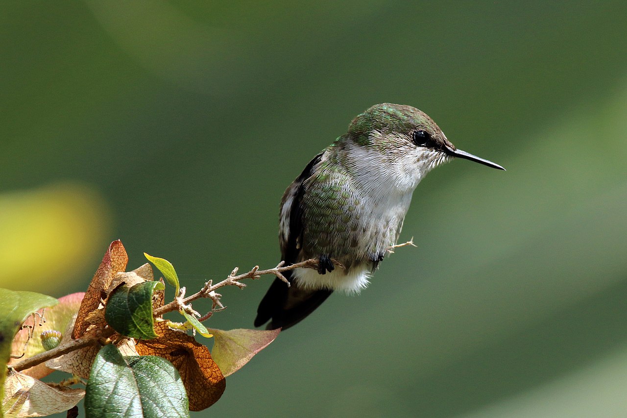 Foto fra Jamaica – Vervain hummingbird (Mellisuga minima)