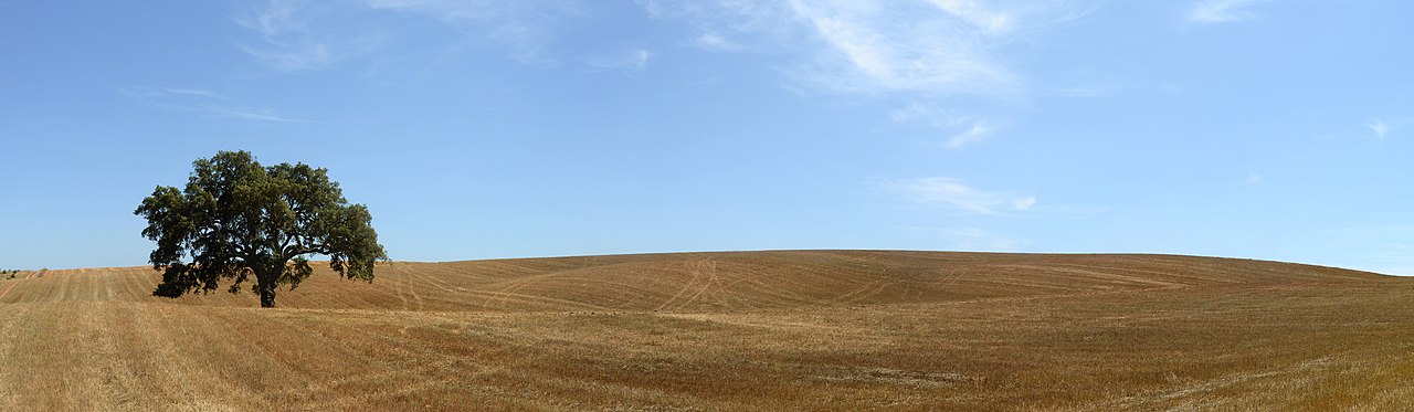 Foto fra Portugal – Campilhas July -1