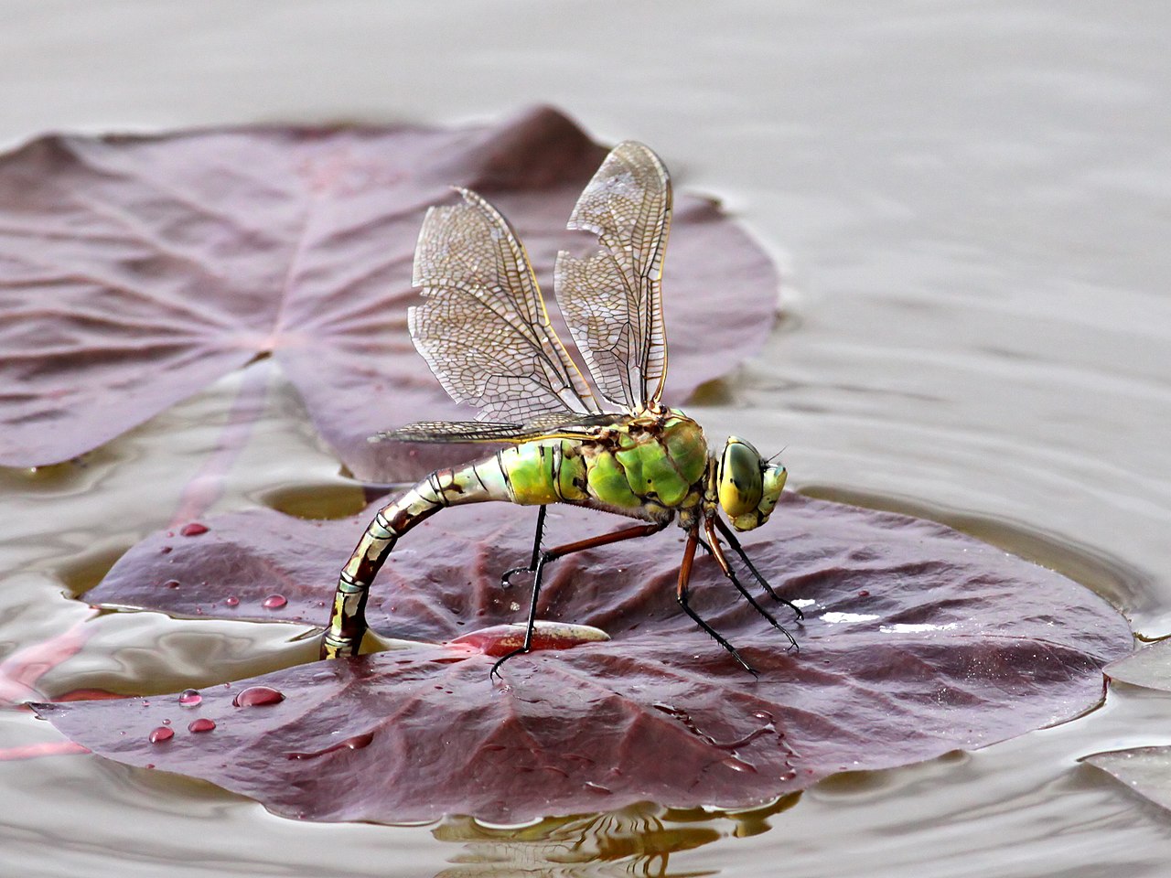 Foto fra Irland – Emperor-Dragonfly