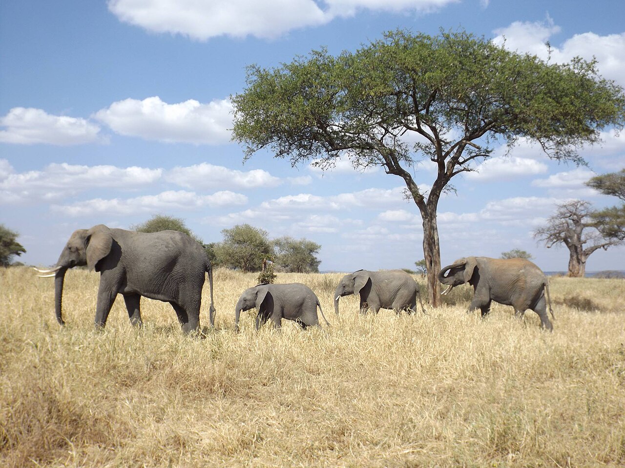 Foto fra Serengeti Nasjonalpark, Tanzania – Elephant Family in Tanzania