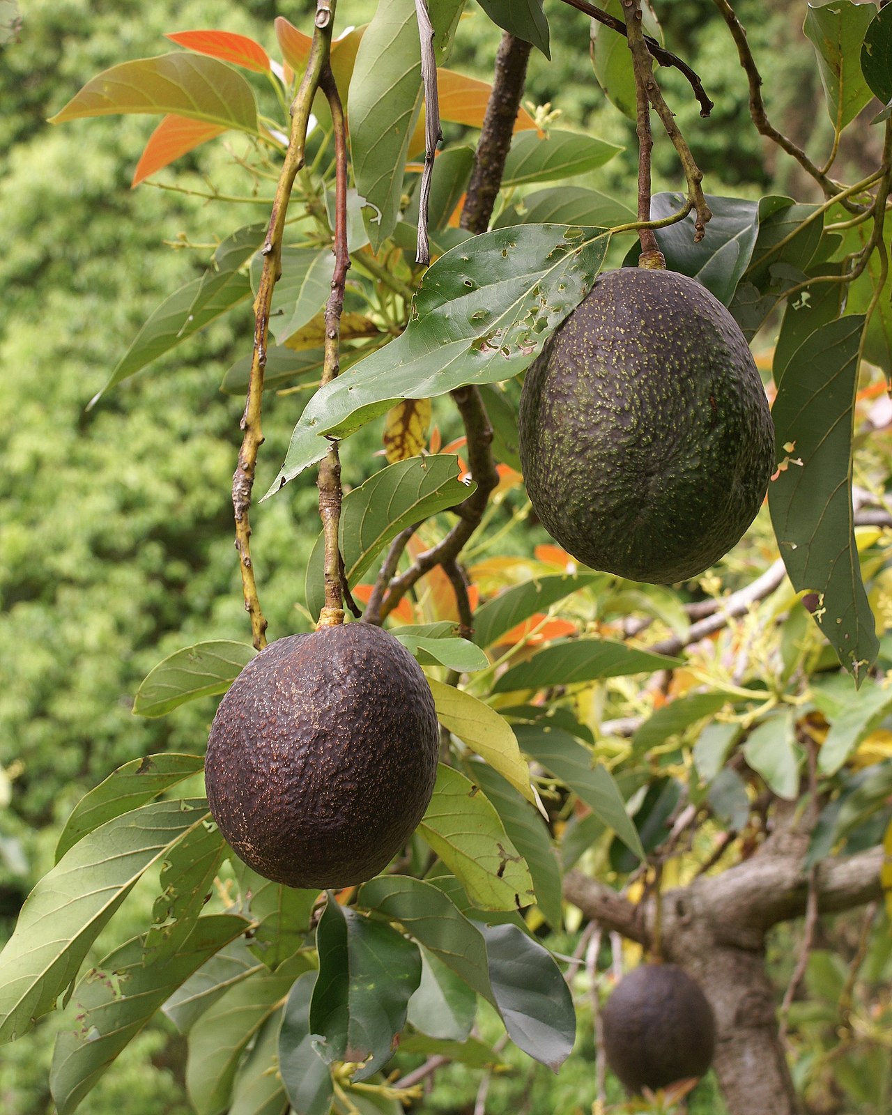 Foto fra Réunion – Persea americana fruit 2