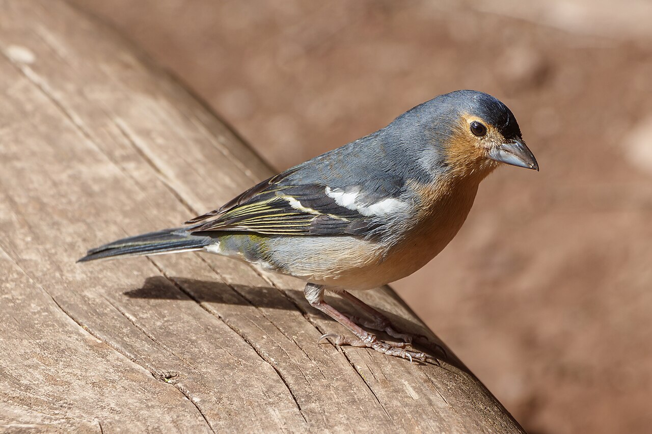 Foto fra La Gomera, Kanariøyene – Fringilla coelebs canariensis 01