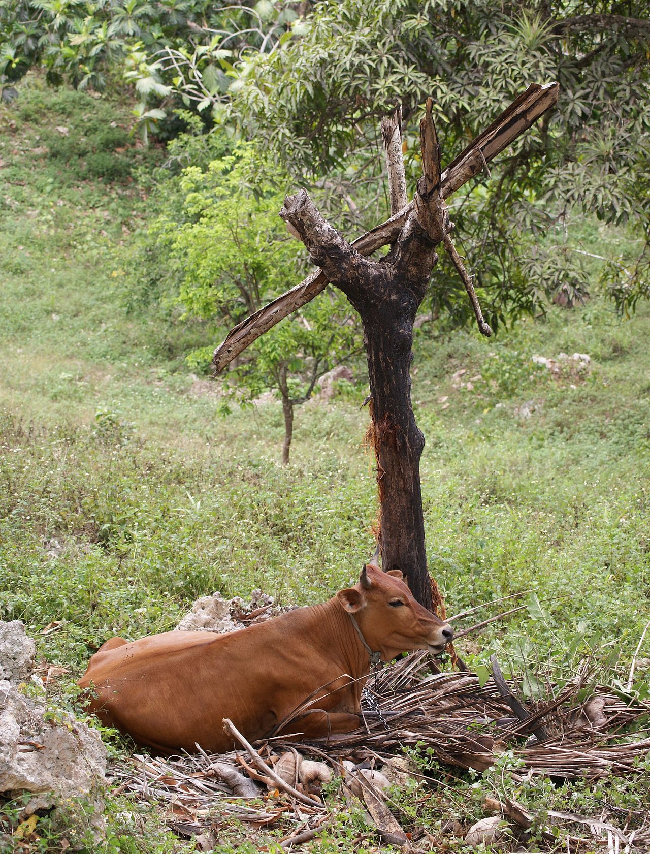 Foto fra Guadeloupe – Cow Lamarre -04-05